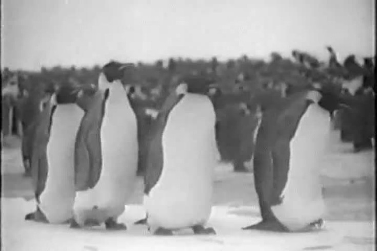Повесть о пингвинах