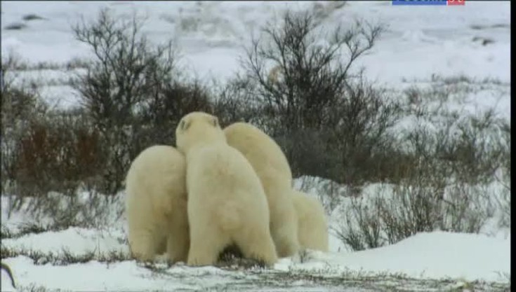 Белые медведи на тонком льду