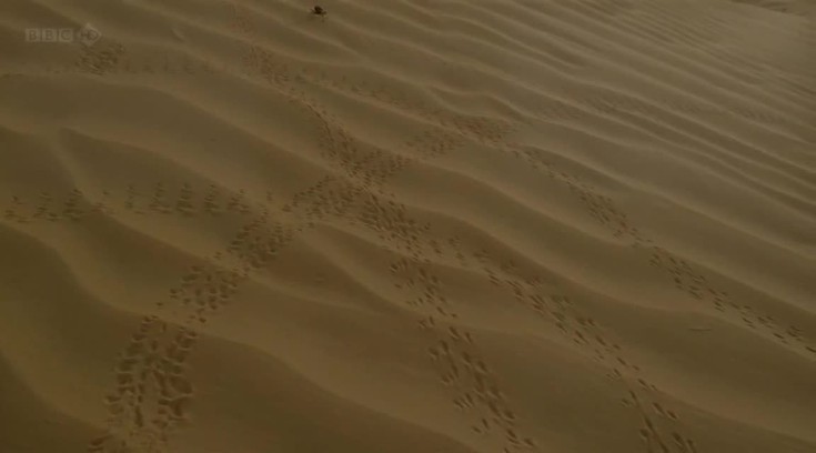 Дикая Аравия. 1 серия. Песок, ве…