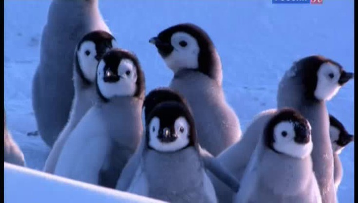 Пингвины скрытой камерой