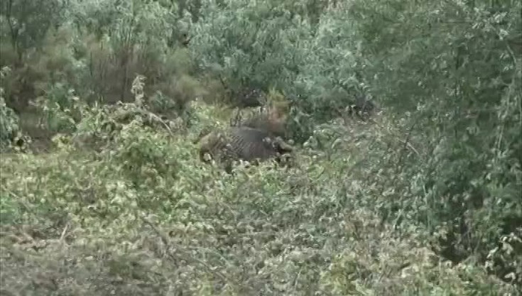 Охота на кабана в Рибера-Альта