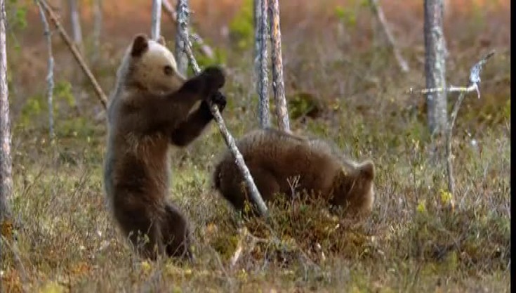 Приключения медвежьей семьи в ле…