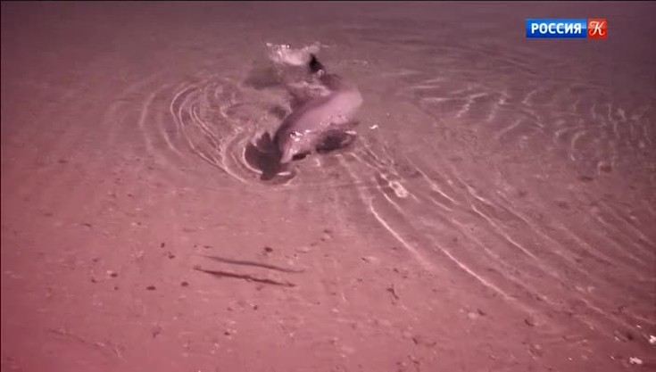 Династия дельфинов