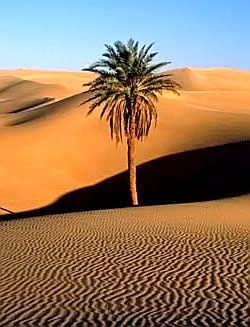 Сахара Западная 