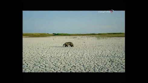Смотреть