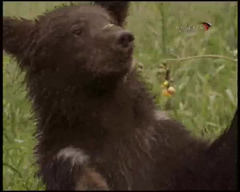 Смотреть