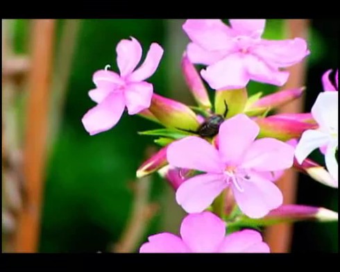 Смотреть