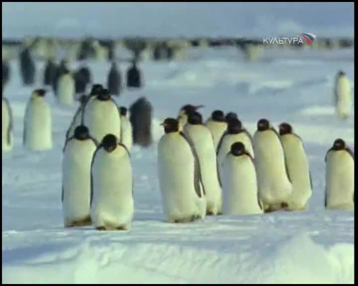 Все о животных. Пингвины
