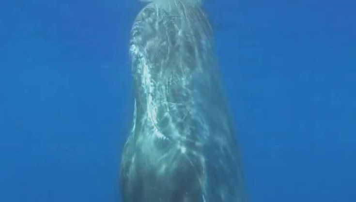 Дельфины и киты