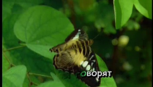 Смотреть