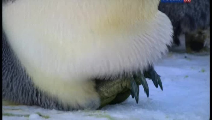 Пингвины скрытой камерой. 1 сери…