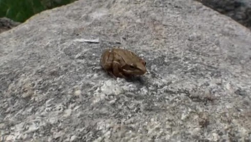 Смотреть