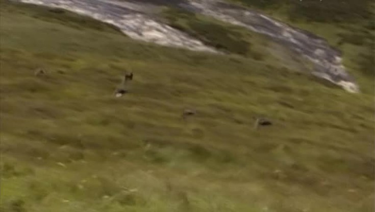 охота на шотландского оленя