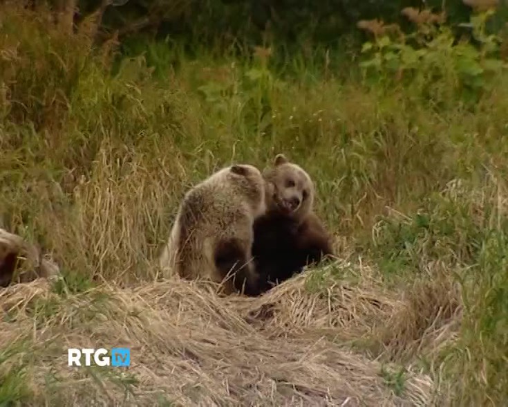 Русские медведи