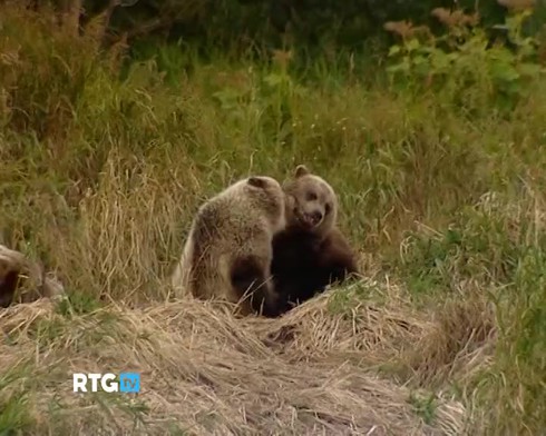 Смотреть
