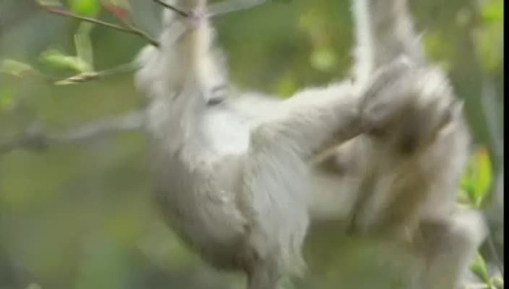 Загадочные обезьяны из Шангри-Ла
