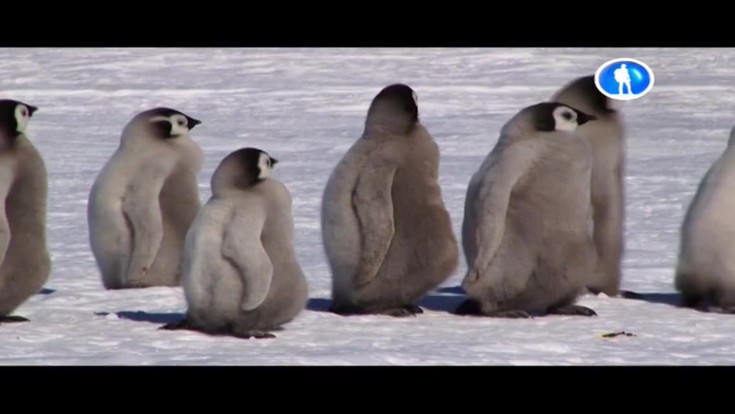 Антарктика. Истории с края света