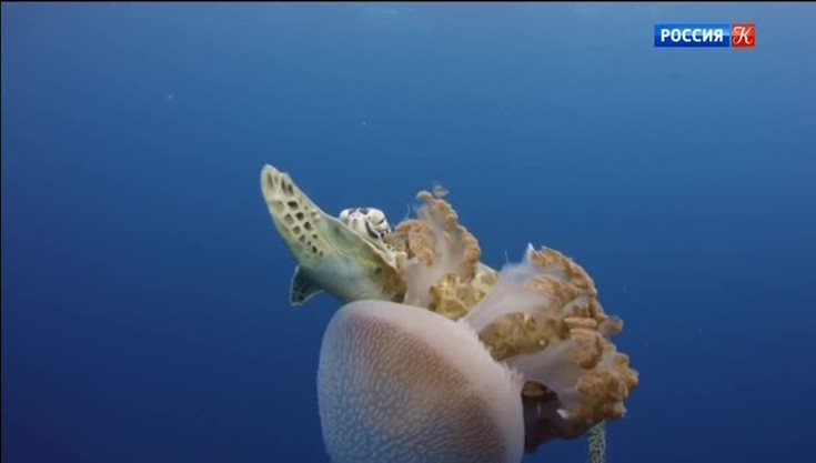 Большой Барьерный риф - живое со…