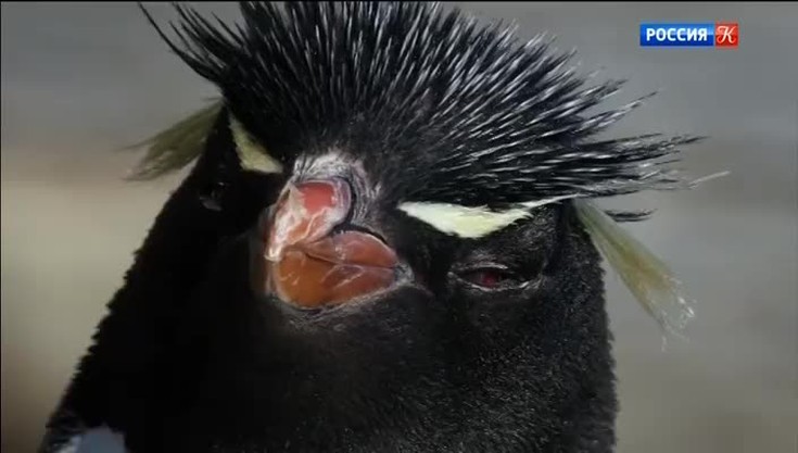 Альбатрос и пингвин