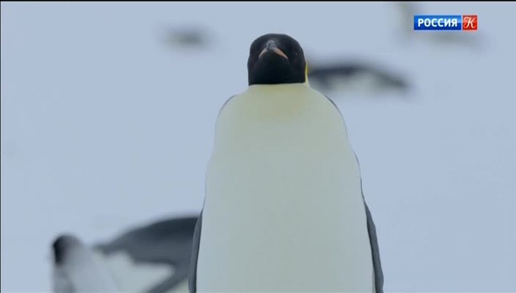 Знакомьтесь: пингвины