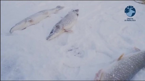 Смотреть