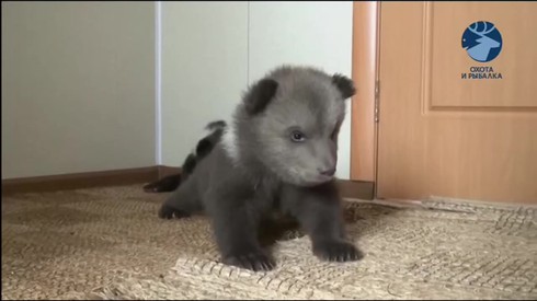 Смотреть