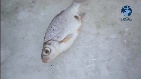 Смотреть