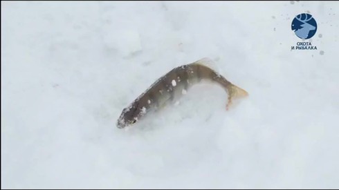 Смотреть