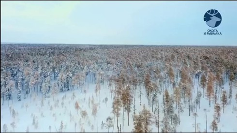 Смотреть