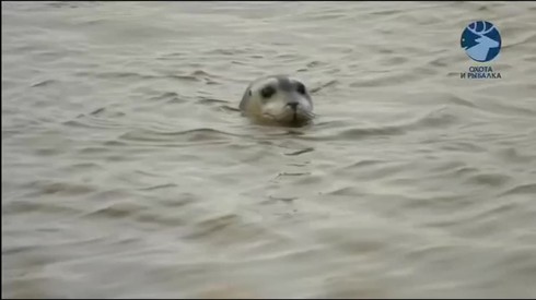 Смотреть