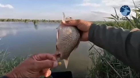 Смотреть