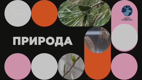 Смотреть