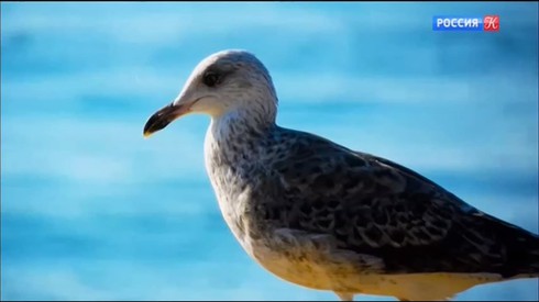 Смотреть