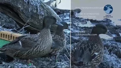 Смотреть