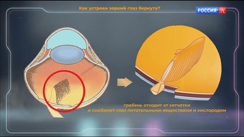 Смотреть