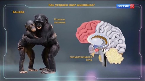 Смотреть